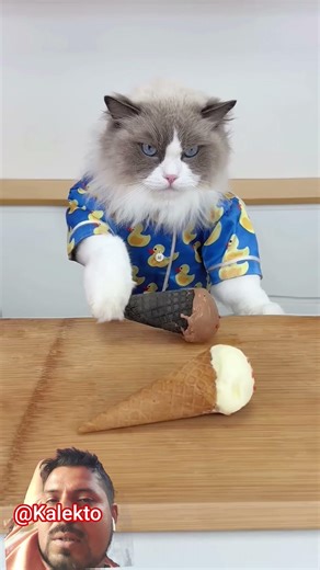 Happy sharing! #thatlittlepuff #cat #cats #diy #funnycats #yt #catlife #usa #usashorts #us #uk