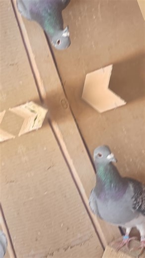 #الحمام_الزاجل_عشق_لن_ينتهي😍 #