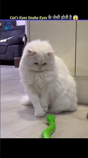 cat's eyes similar to snake eyes #surprisefacts #facts #viralshort
