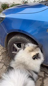 A true mechanic dog #mechanic #repair #vw #skoda #dog #broken #car #suspension | Marius RBE