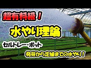 [Learn from a seedling professional!] Watering theory: "The correct way to water from germination...