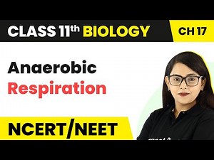 Class 11 Biology Chapter 17 | Anaerobic Respiration - Breathing and Exchange of Gases