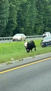 71K views · 659 reactions | This cow was on the mooooove, leading police in Alabama on a hilarious chase on the side of a local highway | NowThis | Facebook