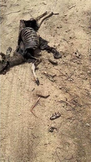 WARNING - Graphic #offroadadventure