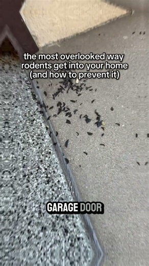 The most overlooked way rodents get into your home