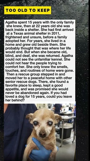 A 22 Year Old Dog Was Returned After 15 Years #Sho