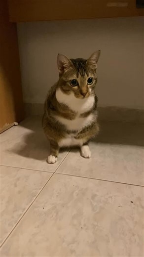 Tutu on Instagram: "Why tutu always looks cute"