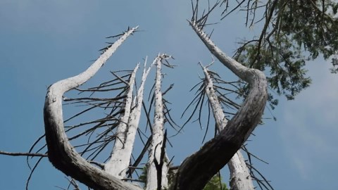 What to Expect from the Cascadia 9.0 Earthquake – The Really Big One