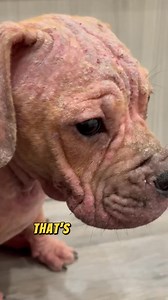 Is your dog's itching driving you crazy? I felt the same with Heidi - constant ear & body itch, unsure if I was bathing too much or using harsh chemicals. But then I discovered her allergies and tried Aniwell's Itch Relief Formula... Now her red patches & paws are finally getting better! Want to know the secret to soothing your furry friend's itchy skin? | Get Aniwell