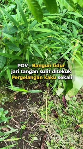 🔬 Penelitian review tahun 2025 di jurnal Pharmacological Research - Modern Chinese Medicine menjelaskan bahwa jahe (Zingiber officinale) mengandung senyawa aktif seperti 6-gingerol, 6-shogaol, dan zingerone yang memiliki aktivitas antiinflamasi kuat. 🫚 Senyawa ini diketahui dapat membantu menekan mediator peradangan seperti TNF-α, IL-1β, IL-6, dan COX-2 yang berperan dalam proses inflamasi kronis. 👉 Pada Rheumatoid Arthritis (RA), yaitu penyakit autoimun yang menyebabkan sendi meradang, bengk
