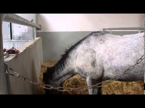 Présentation des chevaux et des doubles poneys