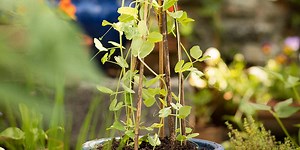 Container Garden Veg Patch | Organic Plug Plants | Order Online