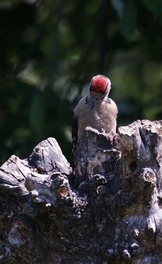 Forest Builder – The Woodpecker in Action