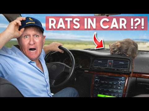GUARANTEED way to get Rats out of your car FAST!