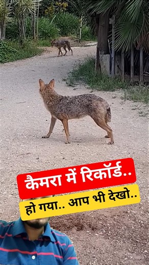 Watch the Wild Golden Jackal in the Jungle 🐺 | Amazing Wildlife Video #shorts #wildlife #video