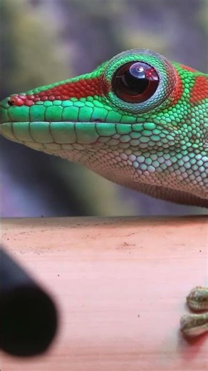 🌿 The Colors of Calm — Close-Up with a Vibrant Gecko | Peaceful_Tranquil