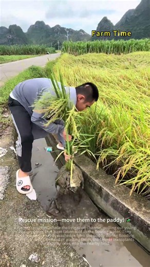 What Happened? Why Are Rice Seedlings Growing in the Ditch? 🌾🤔