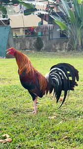 AEJ 5K Sweater 4 years old ready for the upcoming D3 RBY #hilightseveryonefollowerseelsfypシ゚viralvideo #fylpシviralシ | Mergen GF