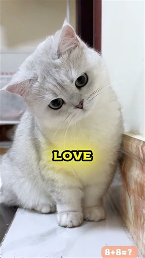 Will Anyone Love Me Like Mimi 🐱💔 #shortvideo