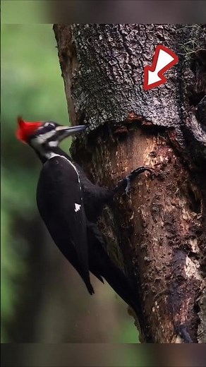 Did you know why woodpeckers love pecking on such hard wood?
