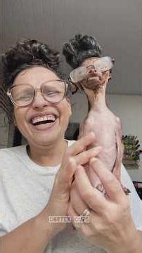 Chihuahuas divertidos #funny #memes #cachorrosdivertidos #mascotas #fyp