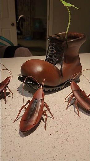 Hal the cockroach and the boot from the movie Wall-e