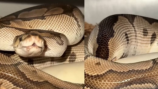 We hatched an incredible axanthic clown ball python!