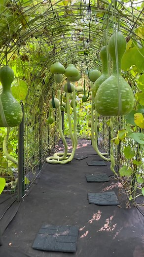 Gourd Tunnel: A Magical Garden Planning Experience in Maine