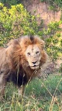 Oloimina Protecting The Fig Tree Pride & Their Cubs | Maasai Mara National Reserve, Kenya | #shorts