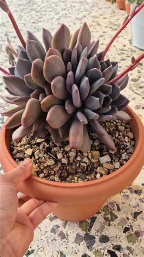 This Echeveria corvus is old enough to produce many offspring.🥰