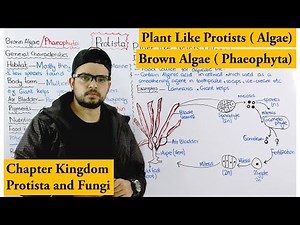 Brown algae / Phaeophyta | Plant Like Protists (Algae) | Chapter protista and Fungi