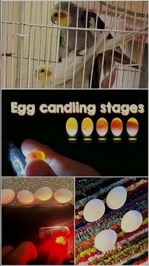 Cockatiel Egg Candling #cockatiel #egg #eggs #candling #cockatiels