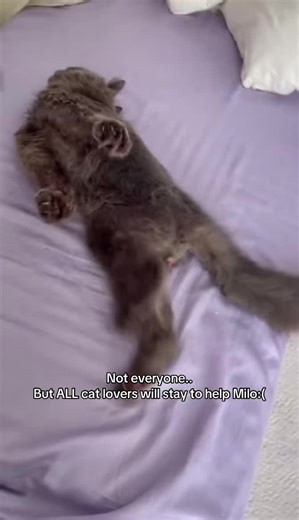 My GoFundMe is in my bio 🐾❤️ this is Milo, my grandma’s cat. For the past six months, Milo has been fighting epilepsy, and recently his condition has gotten much worse. He urgently needs blood tests, MRIs, and CT scans so his doctors can adjust his medication and give him a chance at a normal, happy life. We are struggling to cover these medical costs on our own, and Milo depends on us every day. Every donation, no matter how small, brings him closer to the care he desperately needs. If you can