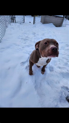 🐾 Meet Chester! 🐾 📅 Days in Shelter: 56 ⚖️ Weight: 56lbs 🎂 Age: 2-4yrs Chester is our in house hippo. He is a lover of all and will show you with his need for cuddles. He does good with cats and dogs. He is looking for the perfect home to continue loving him.❤️ 💲 Adoption Fee: $160 Includes spay/neuter, rabies vaccine, distemper vaccine, heartworm test, and deworming — a great start for a healthy, happy future! 🐾💙 https://www.jotform.com/form/82616898672171 Here is a link to our Amazon if