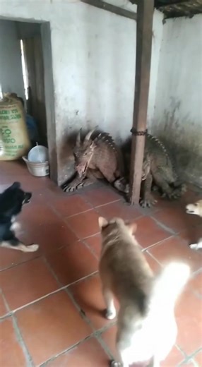 This pet is also easy to care for, so it is good for guarding the house. #rongcodai #chuyenkyla #chuyenla #noidunghucau #videodandungboiai #reels #dragon #fypシ #viralreelsシ#fblifestyle #reel #reels #fbpro #bird #dinosaur #king #beauty #wonderful #aivideo #baby #viral #fyp #wildlife #everyone #post #new #fake | Hilman Hidayat