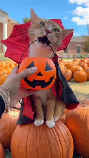 Fangs for your patience “Hold” is one of Calvin’s hardest tricks, especially in public with so many distraction, and he’ll drop it the second it’s not perfectly placed 😅 The funny part is he clearly knows what to do. You can see him open his mouth right as the pumpkin gets close. After nine drops of the poor battered bucket, attempt number ten was the charm 🧡 #catsofinstagram #halloween #catsofaustin #clickertraining #cattricks | Cat Named Calvin