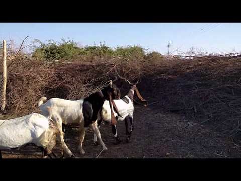 Goat meeting | Goat mating || female goat heat time || successful goat mating |Animals Breeding Farm