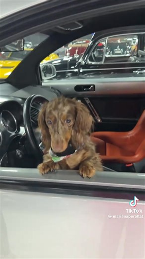 El taxi más lujoso del mundo. #bugatti #taxi Del TikTok de Mariana Peralta | Boutique Racing