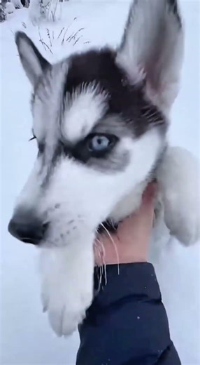 Watch This Baby Husky Get Rescued From a Snow Hole! 🐶❄️ #shorts #snow #husky #ytshorts