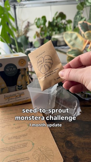 it’s been a month since planting these monstera seeds for the seed-to-sprout monstera challenge with @plantflix and I am soo happy with the results! I spy 3 sprouts 🔍👀 stay tuned for more updates as these babies grow 🪴 🏷️ #plants #plantcare #monstera | Growing Growing