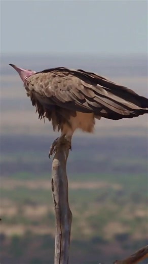 Why Do Vultures Circle in the Sky? 😳