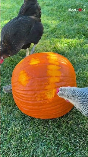 Halloween Fun: Chickens Carve a Pumpkin Like Pros! || WooGlobe