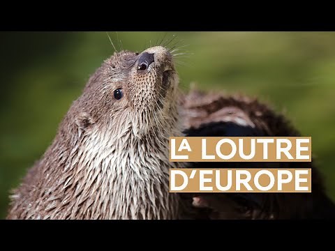 La loutre d'Europe