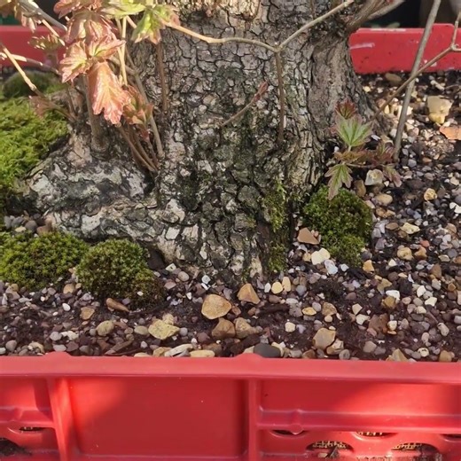 lovely bark and base on this feild maple material 🙏🌲🌿 thanks for looking dont forget to subscribe 🙏