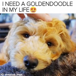 One day I will have my very own doodle | BuzzFeed