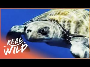 Australia's Amazing Animals (Wildlife Documentary) | Amazing Animals