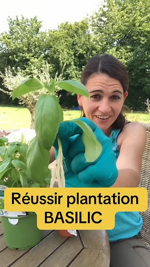 Comment planter et réussir la plantation du basilic ? Aujourd’hui je t’explique tous mes conseils jardin dans cette vidéo. #plants #plant #basilico #basilicata #aromatic #planter #plantation#plante #astuces #conseil #jardin #jardinage #nature #agriculture #jardin #potager #permaculture #permaculturelife | La main verte de Marion