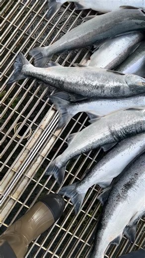 That’s a pile of CHROME right there! #kenairiver #alaskafishing #kenaipeninsula #salmonfishing #alaska #travelalaska #nobaddays #getoutside #meateater #fishfordinner #catchfishhavefun #fishology www.akfishology.com | Fishology