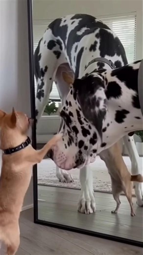 Mirror Prank Gone Wrong… Dog Got Angry! 😱🐶 dog is barking #dogsbehavingverybadly #amazingdogs