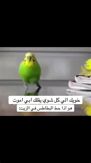 فيديوهات أنشأها Asi | 100⏳ (@zv.bs1) باستخدام الصوت الأصلي - صوتيات سناب 🎧.